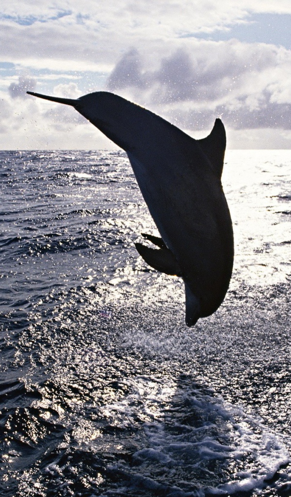 Прыжок дельфина