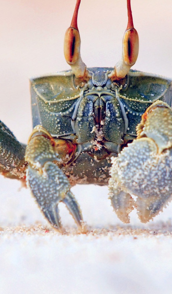Королевский краб на песке