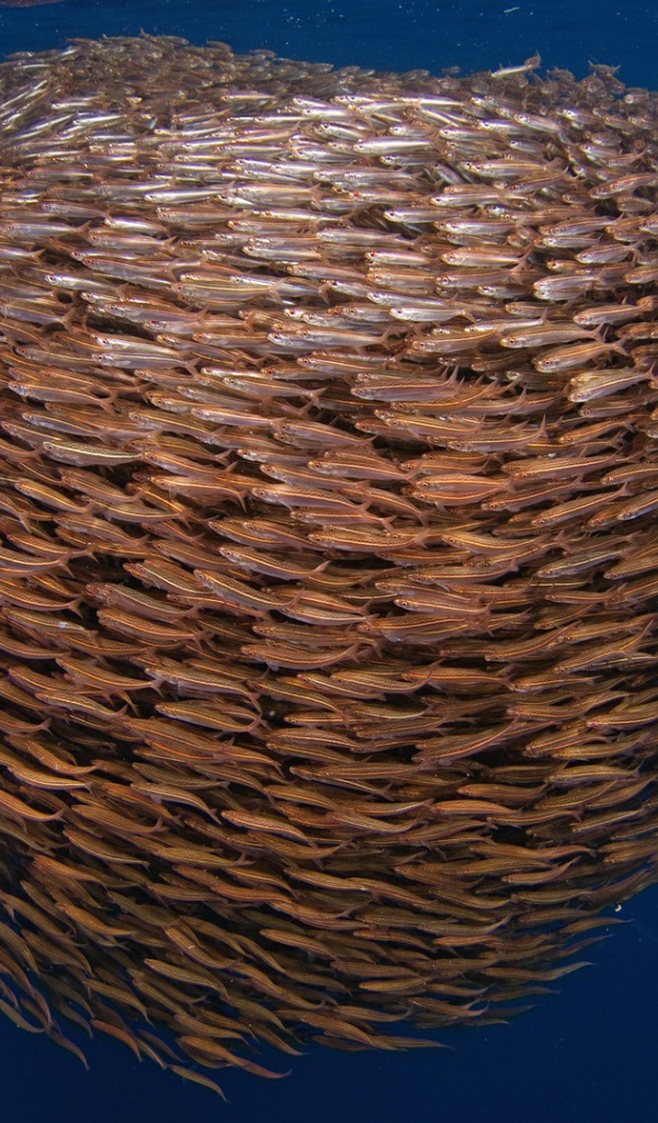 Большой косяк рыбы