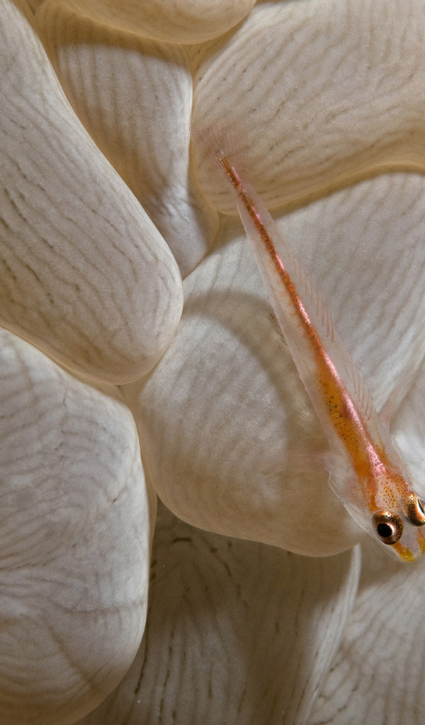 Маленькая рыба