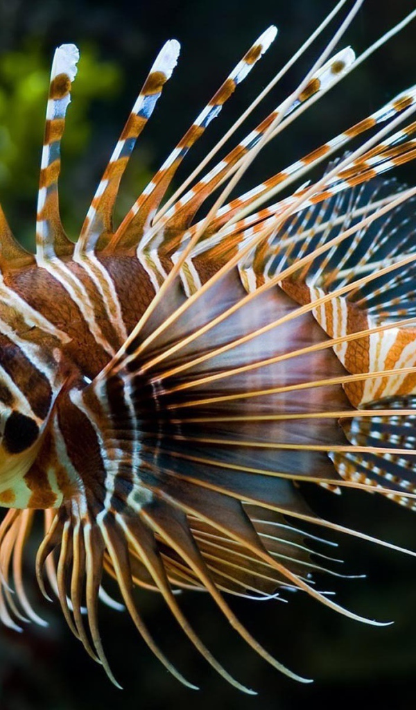 Светящеяся коралловая рыба
