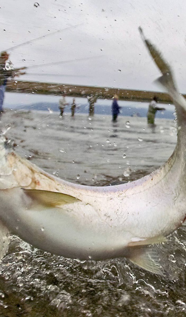 Массовая рыбалка