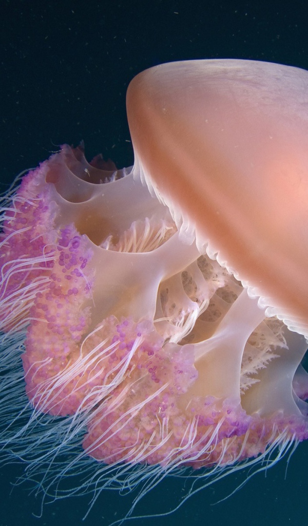 Медуза Индонезии