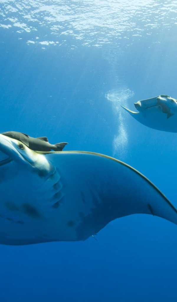 Жизнь океана