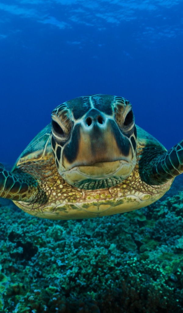 Портрет морской черепахи