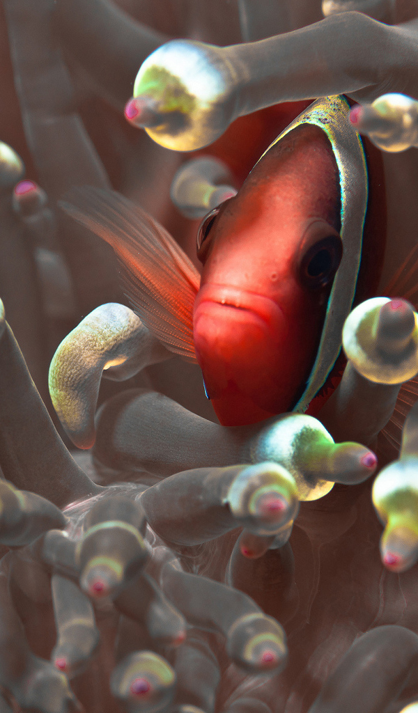 Красная глазастая рыбка