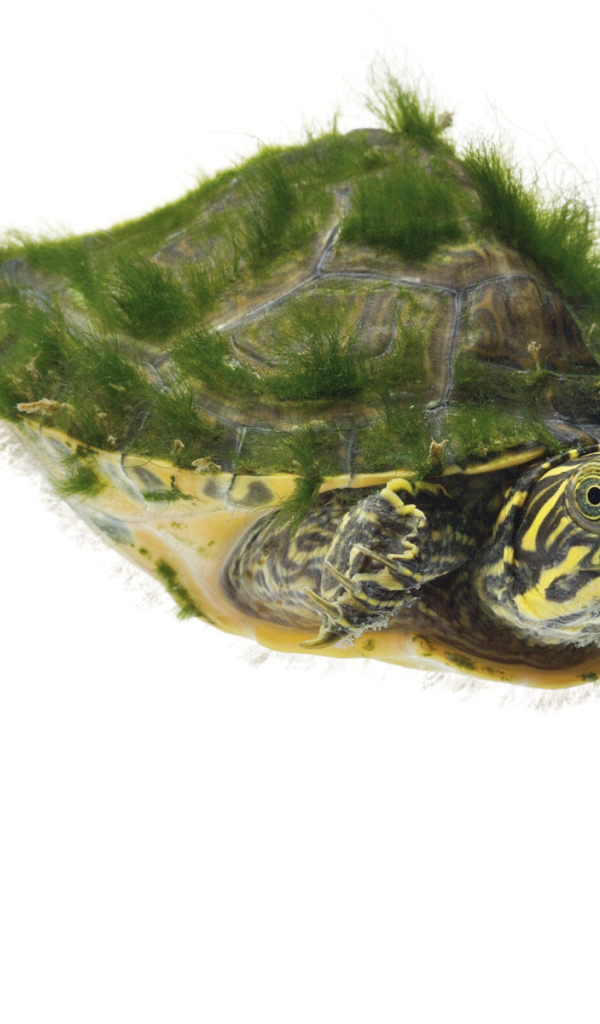 Морская черепаха покрытая мохом