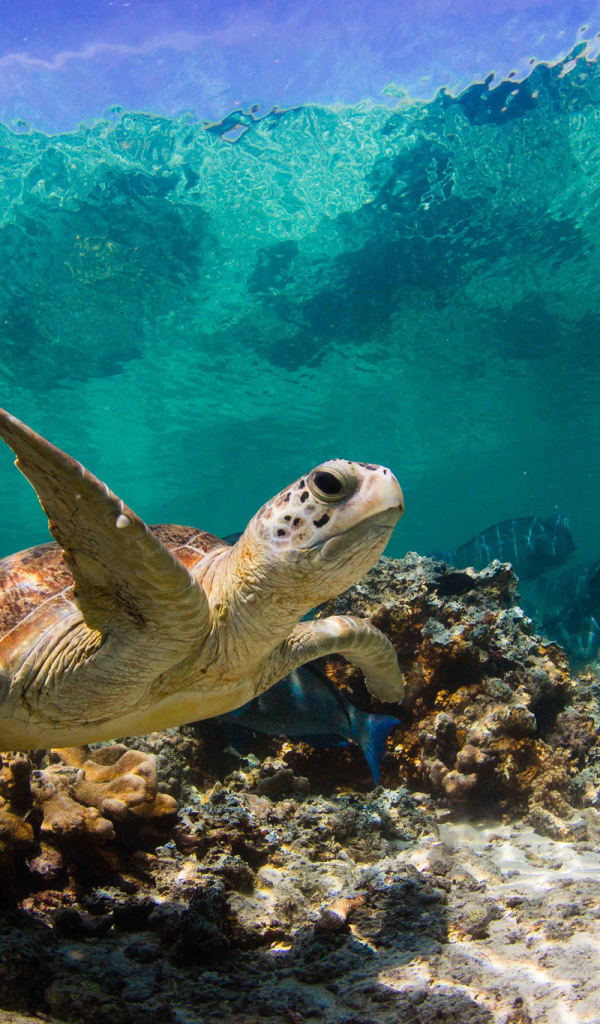 Морская черепаха под водой
