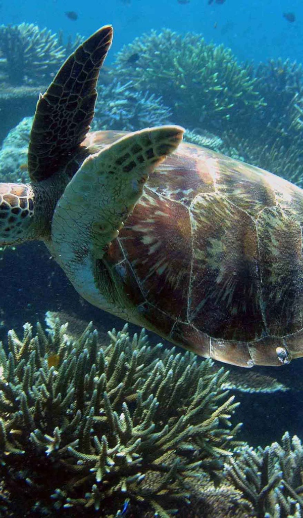 Морская черепаха под водой
