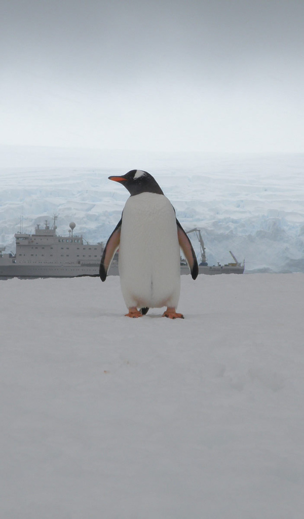 Единственный пассажир с корабля