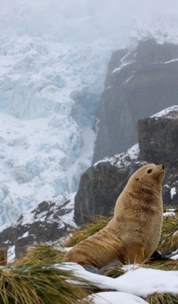 Тюлень в горах