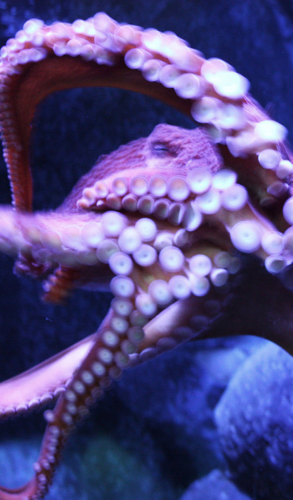 Присоски осьминога