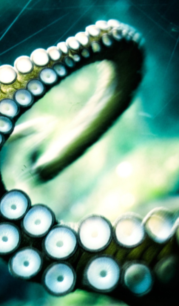 Щупальце осьминога