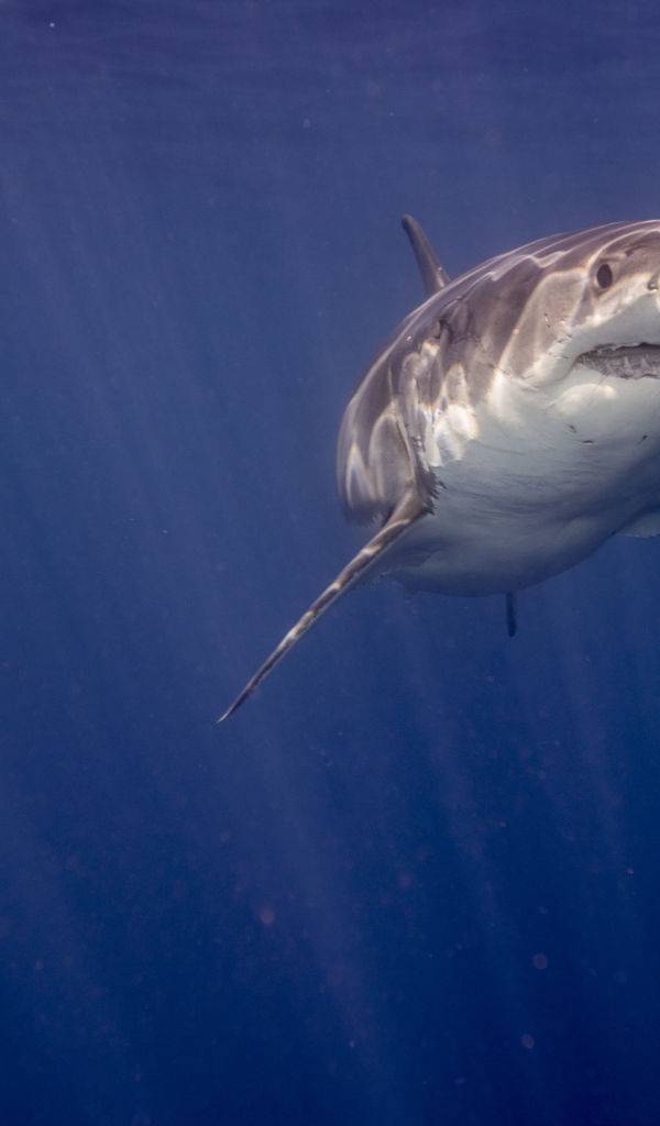 Зубастая акула в воде