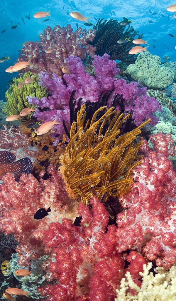 Тропические рыбы