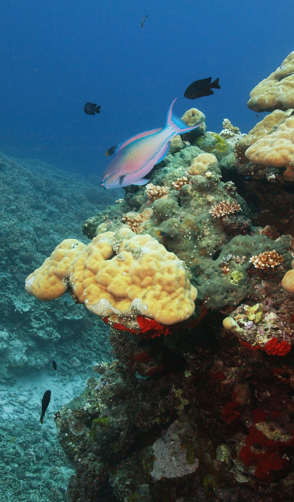 Подводный мир океана