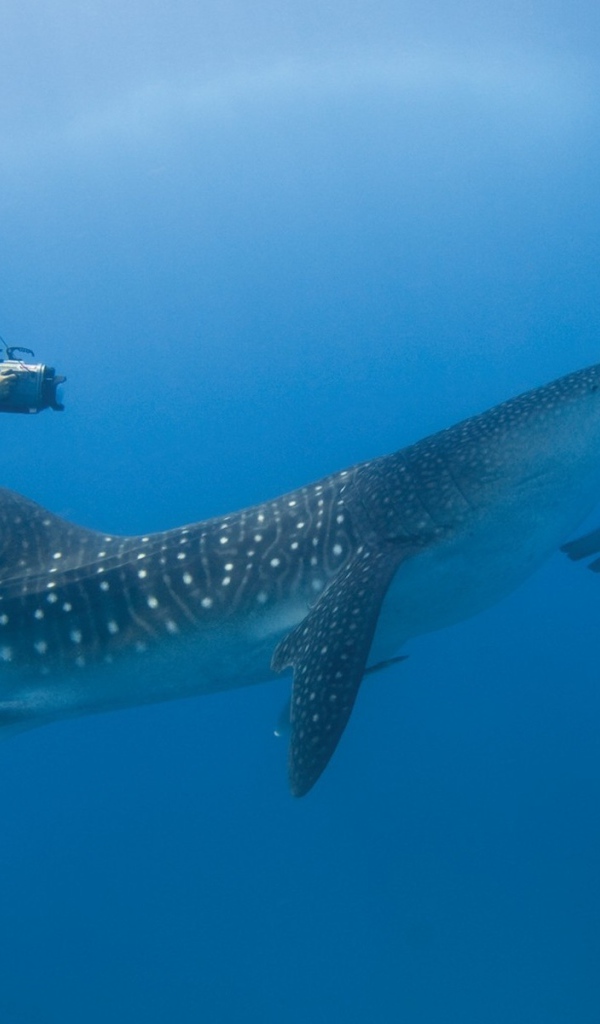 Китовая акула