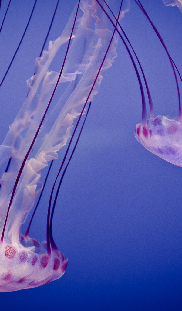 Медузы в синей воде