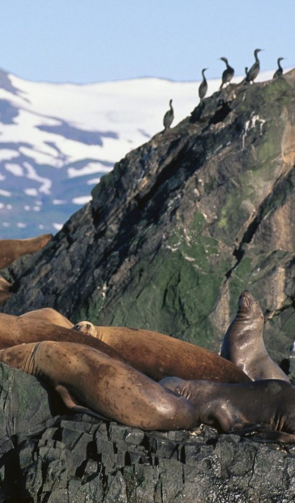 Морские львы на Аляске