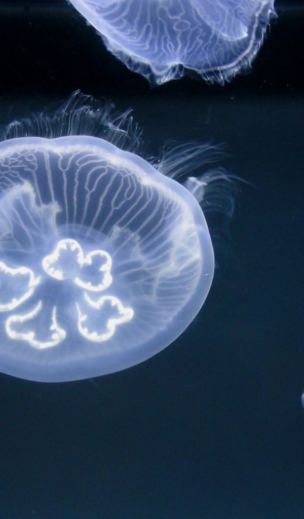 Медузы в океане