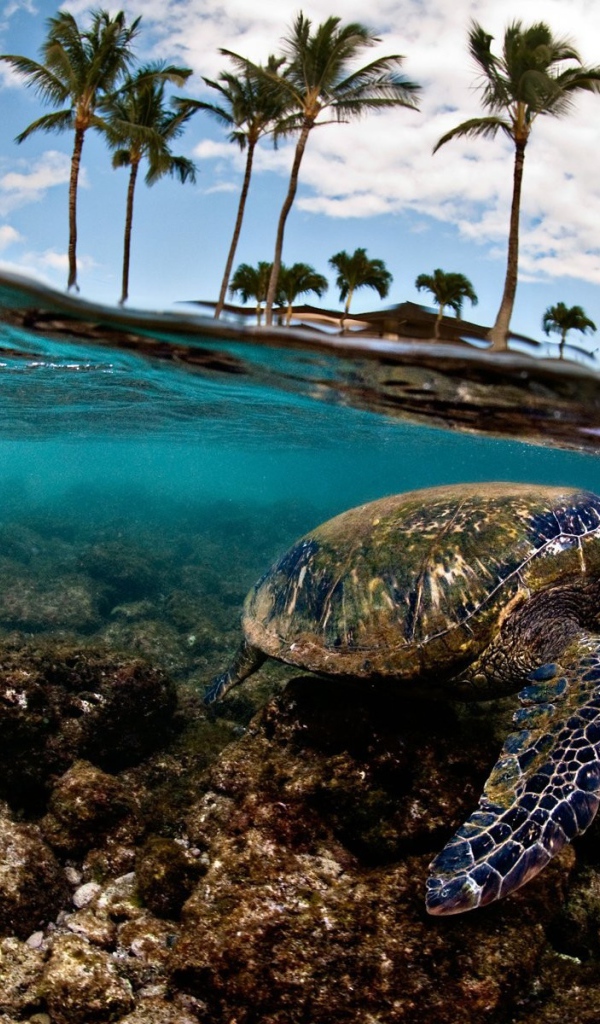 Морская черепаха плывет