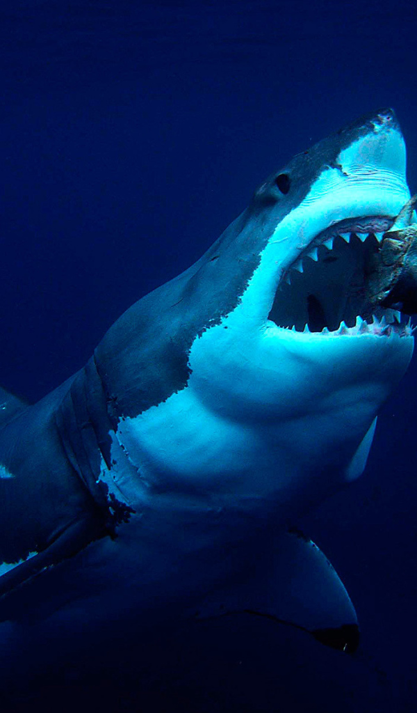 Акула хватает приманку