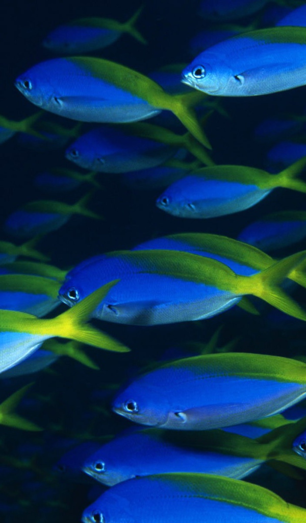 Стая синих рыб