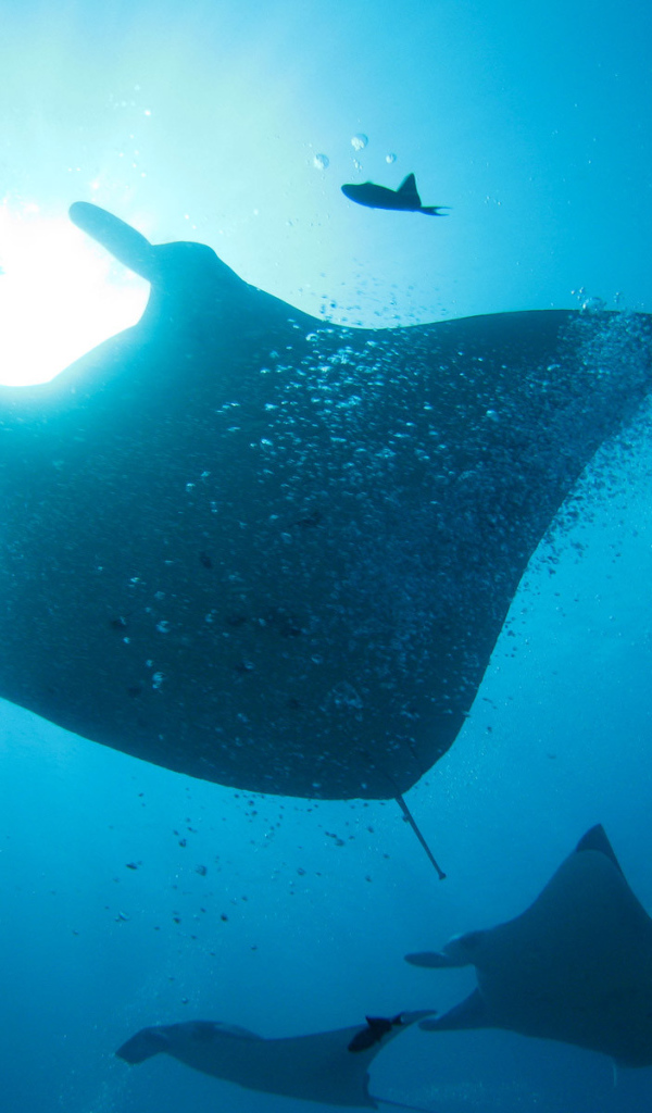 Стая морских скатов