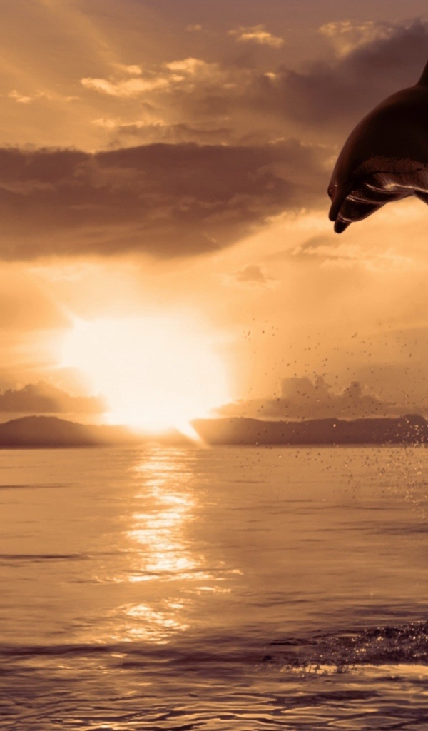 Дельфин выпрыгнул из воды