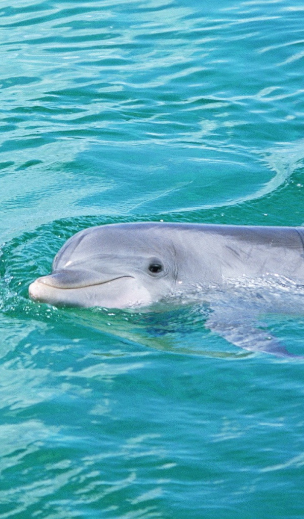 Дельфин смотрит из воды