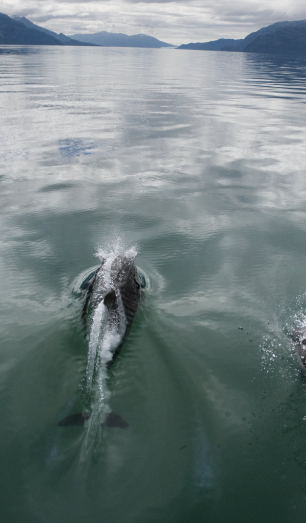 Дельфины плывут по морю