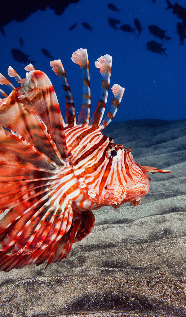 Рыба дракон