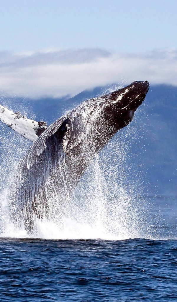 Прыжок кита из воды