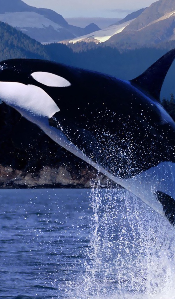 Косатка выпрыгнула из воды