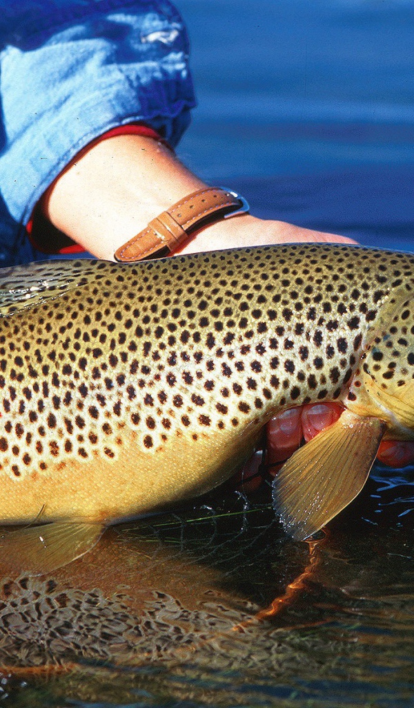 Большая пятнистая рыба