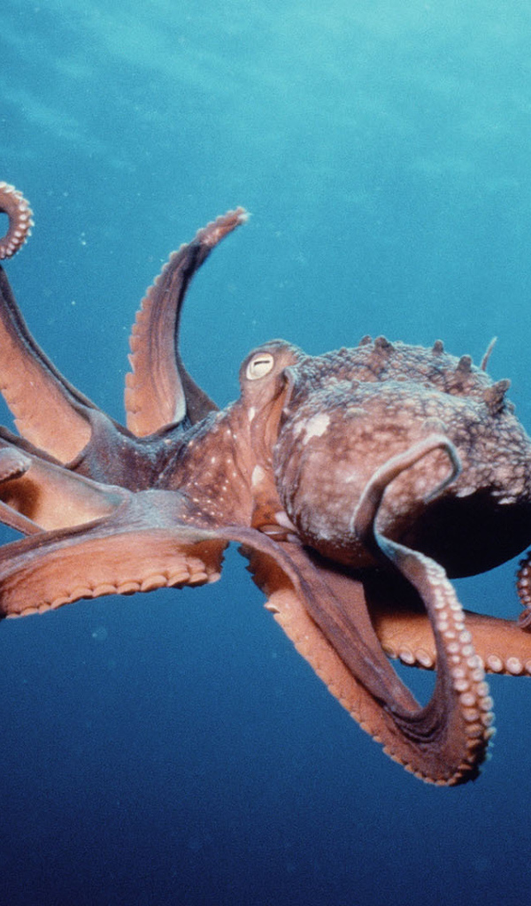 Осьминог в океане