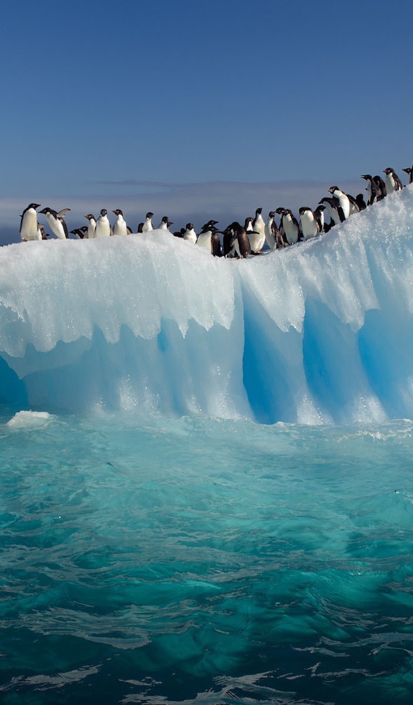 Пингвины на льдине