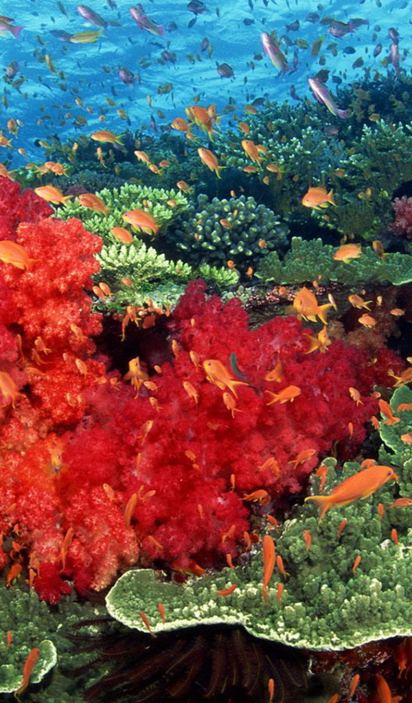 Красные кораллы