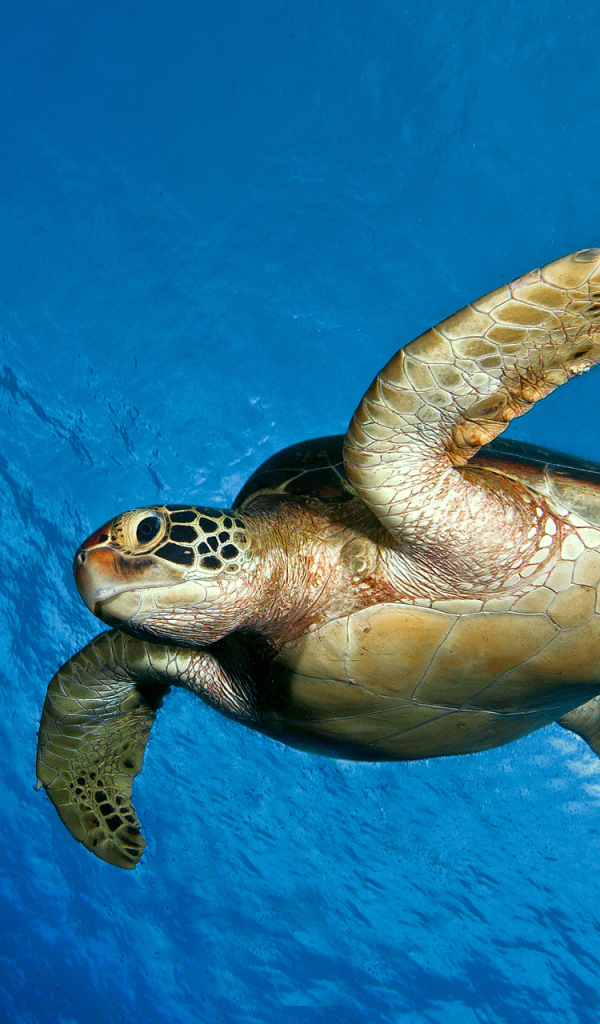 Морская черепаха