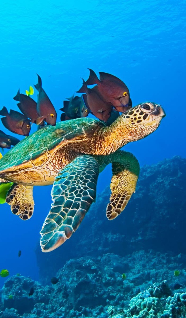 Морская черепаха и рыбы