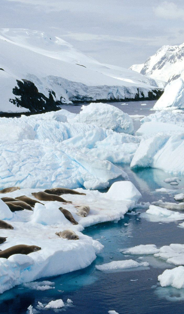 Тюлени лежат на льдине