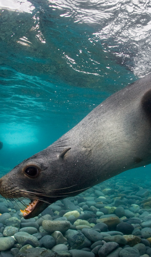 Тюлени под водой