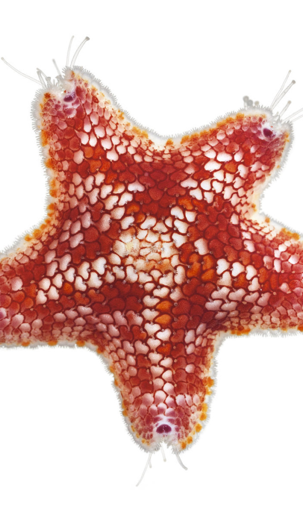 Морская звезда