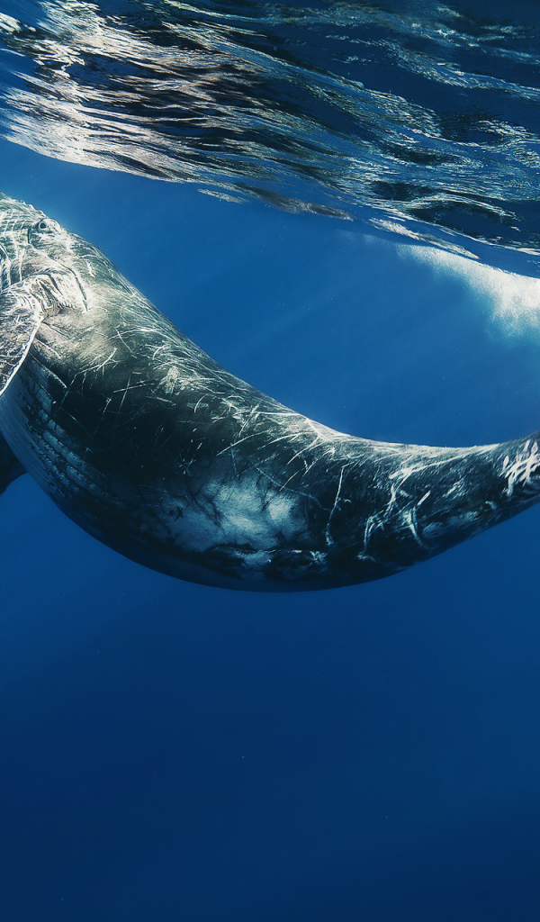 Детеныш кита под водой