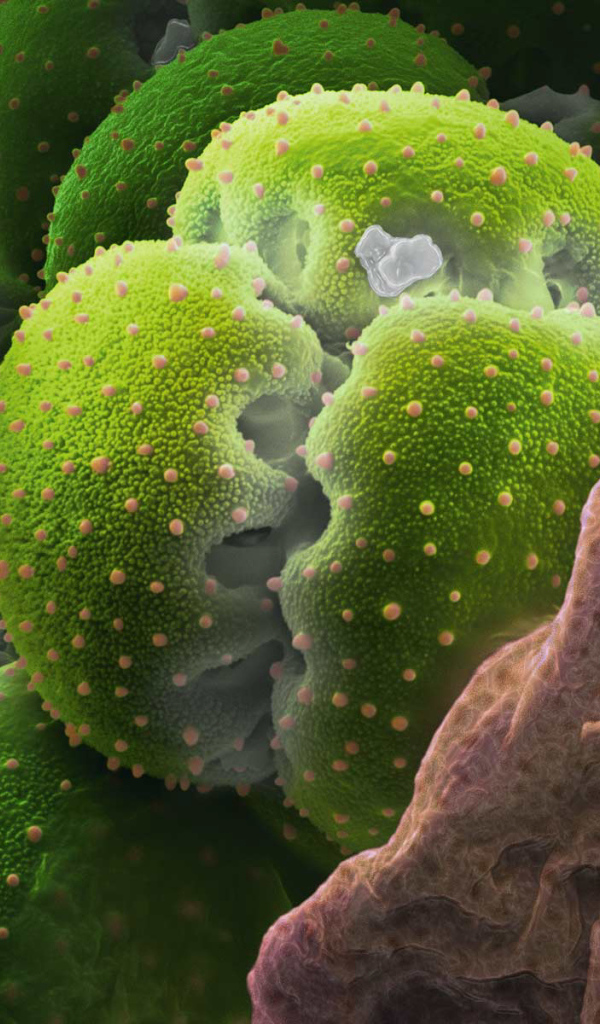 Природа подводного мира