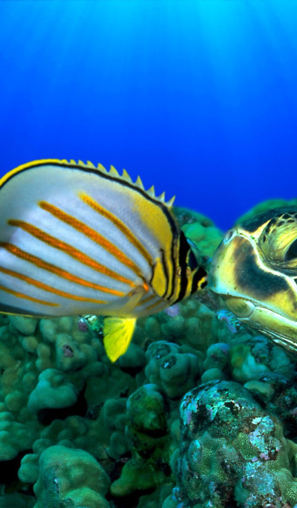 Черепаха и рыба