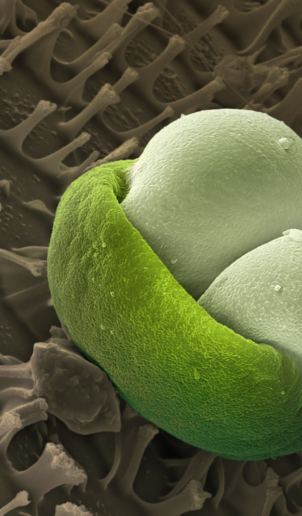 Подводная жизнь