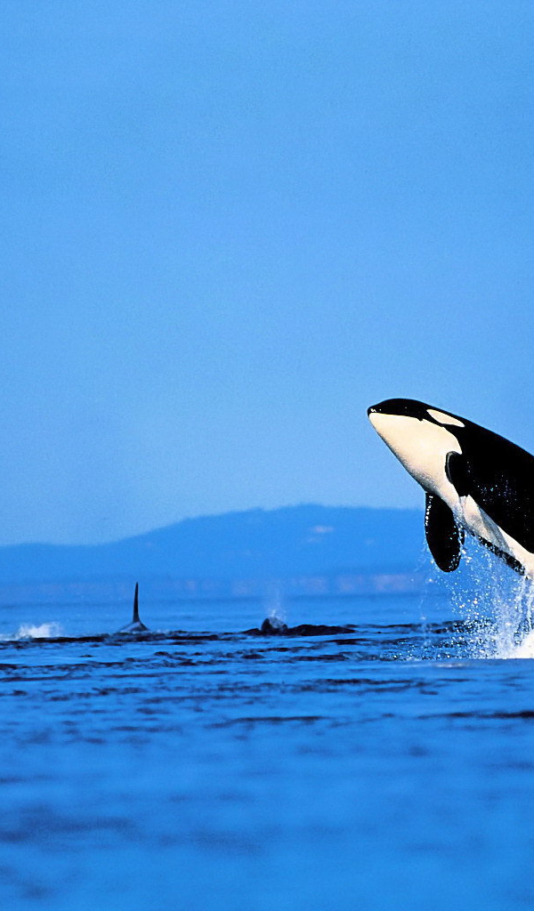 Касатка выпрыгнула из воды