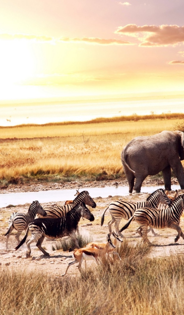 Африканские животные у водопоя