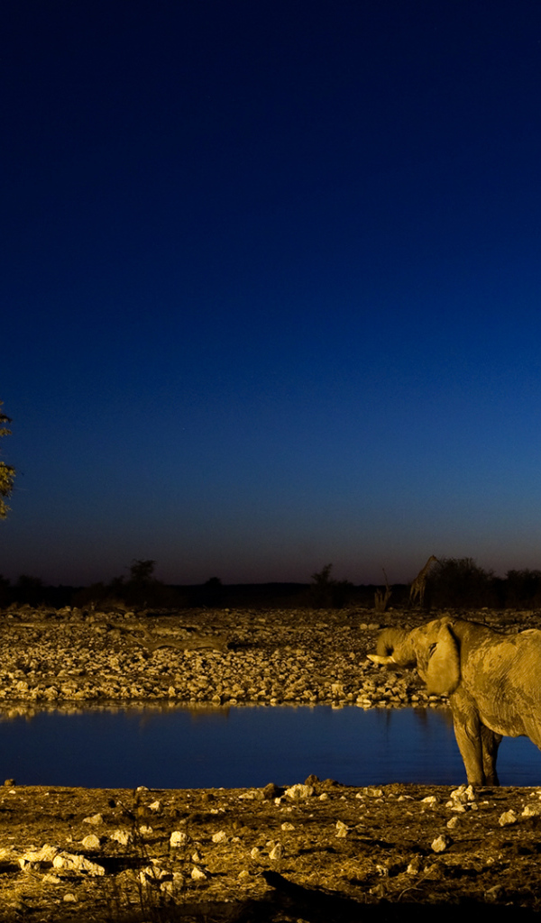 Африканские животные на водопое